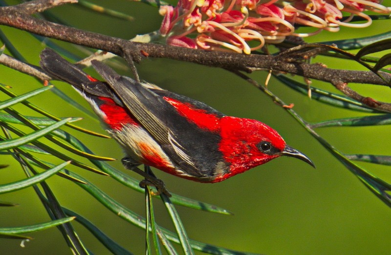 Scarlet Honeyeater
